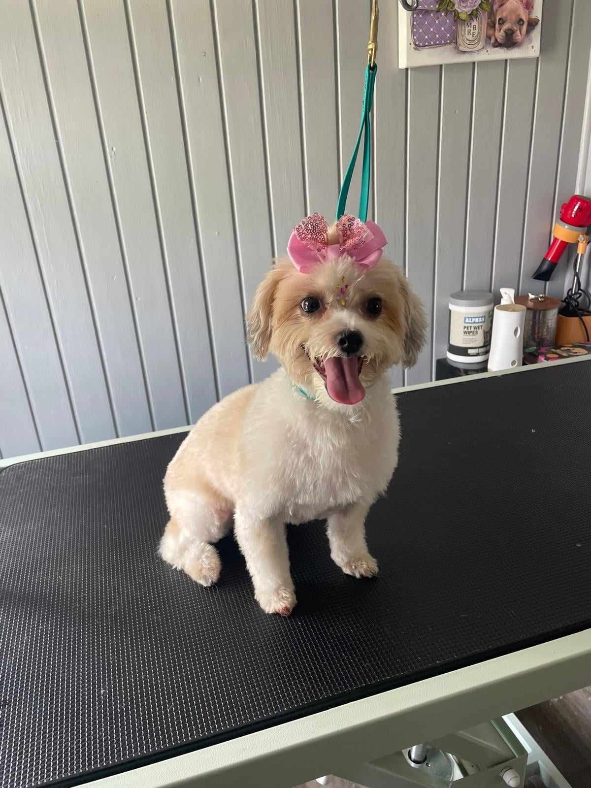 ATTENTIVE DOG BOARDING