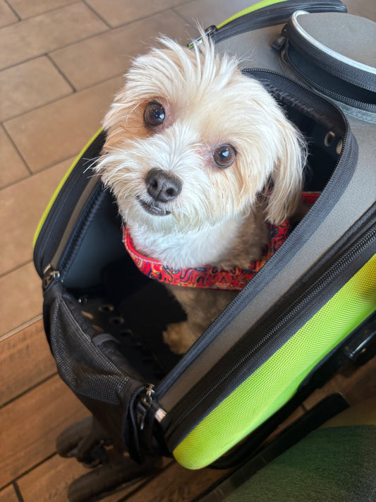 ATTENTIVE DOG BOARDING