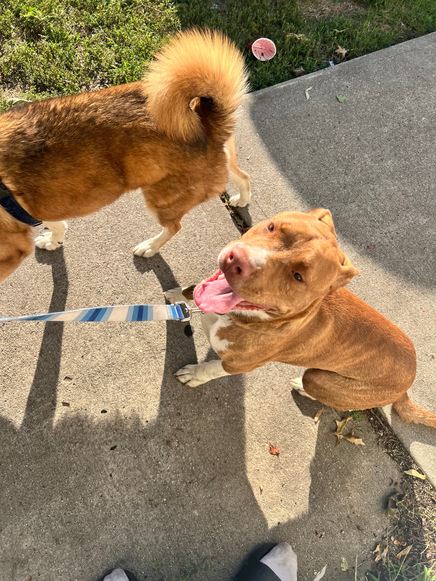 Corrective Behavior Training & Social Interaction