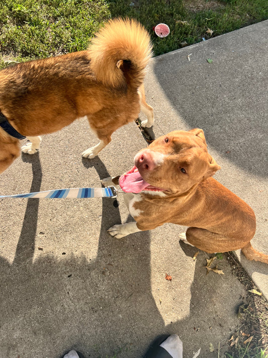 Corrective Behavior Training & Social Interaction