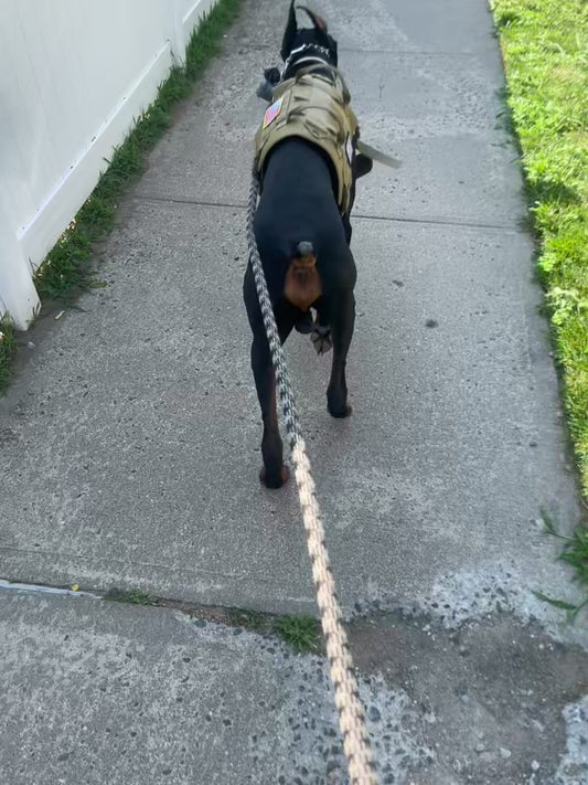 Corrective Behavior Training & Social Interaction