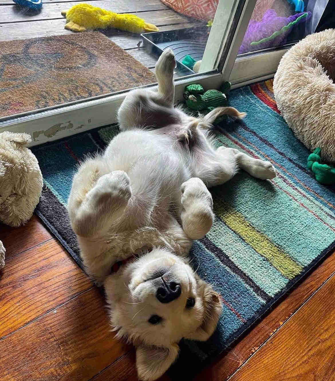 ATTENTIVE DOG BOARDING