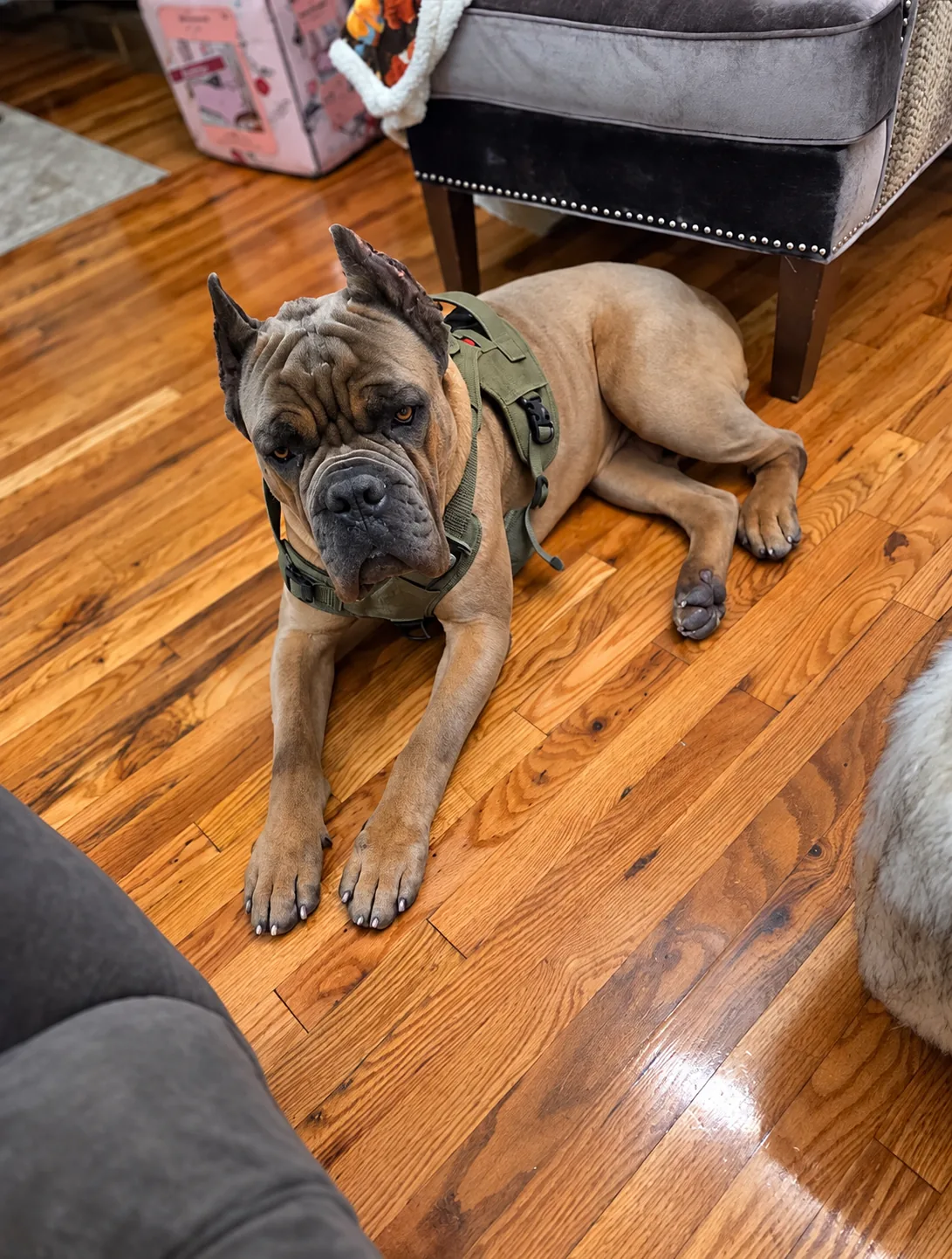 Pet Boarding in Queens, NY