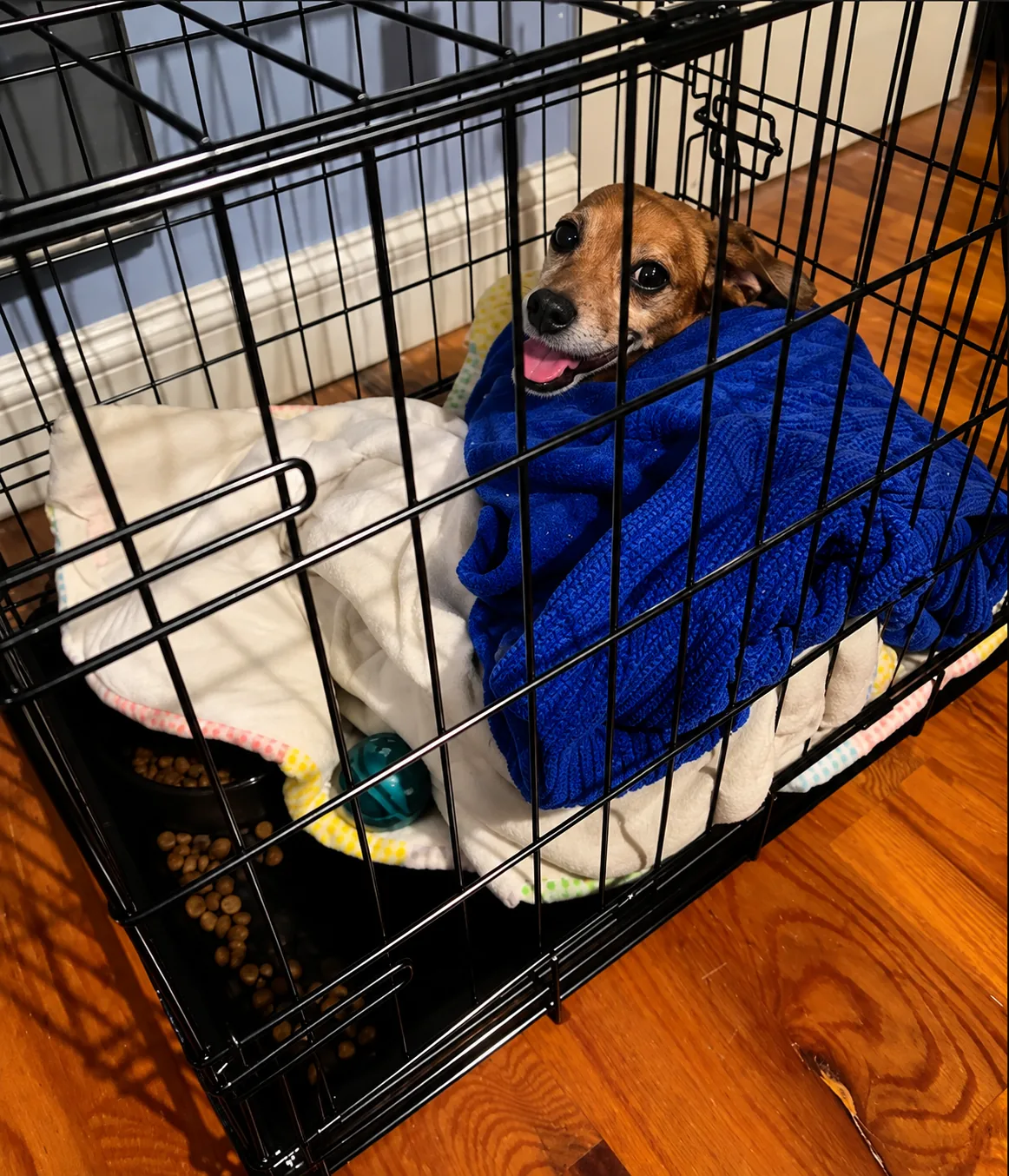 Heart Of Love Pet Care photo 3