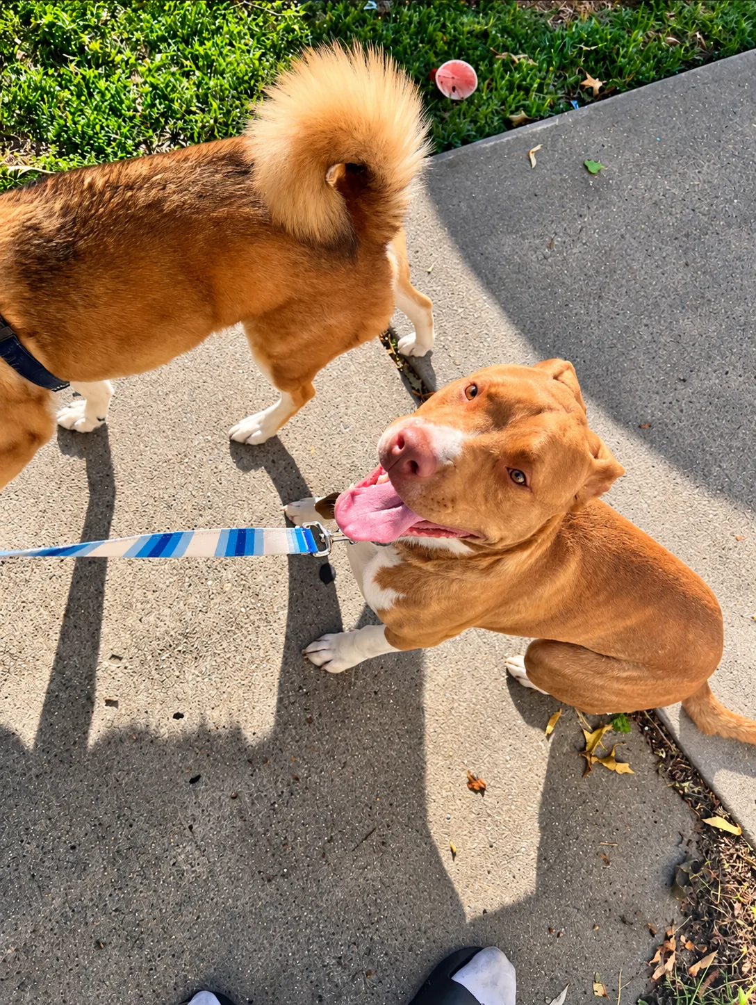 Training & Behaviour in Queens, NY