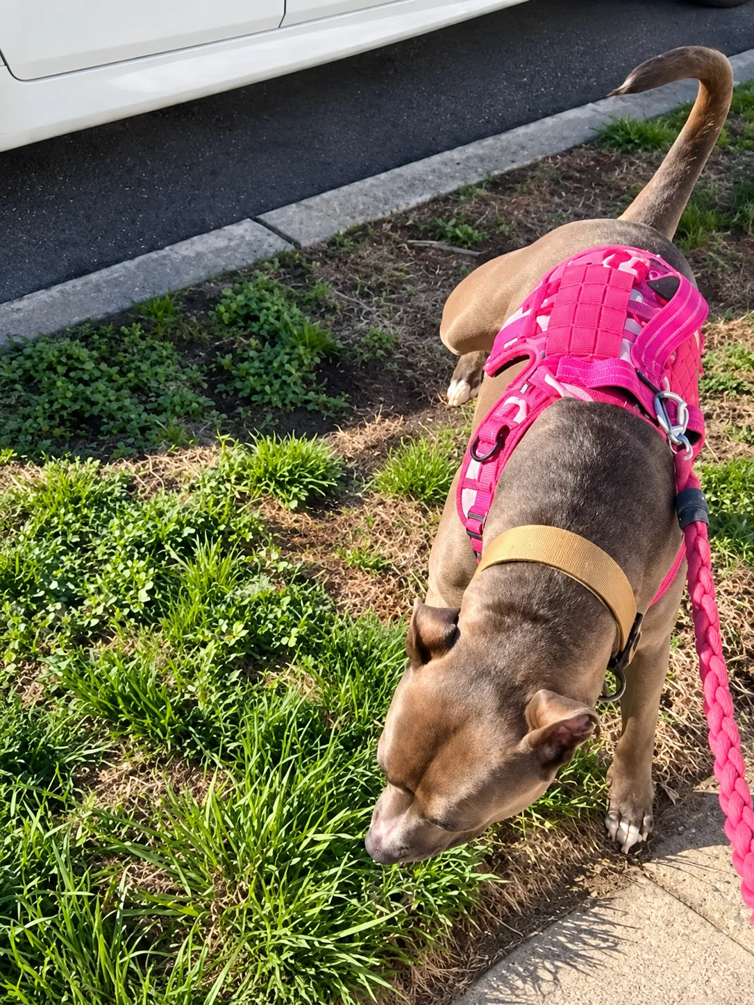 Heart Of Love Pet Care photo 7