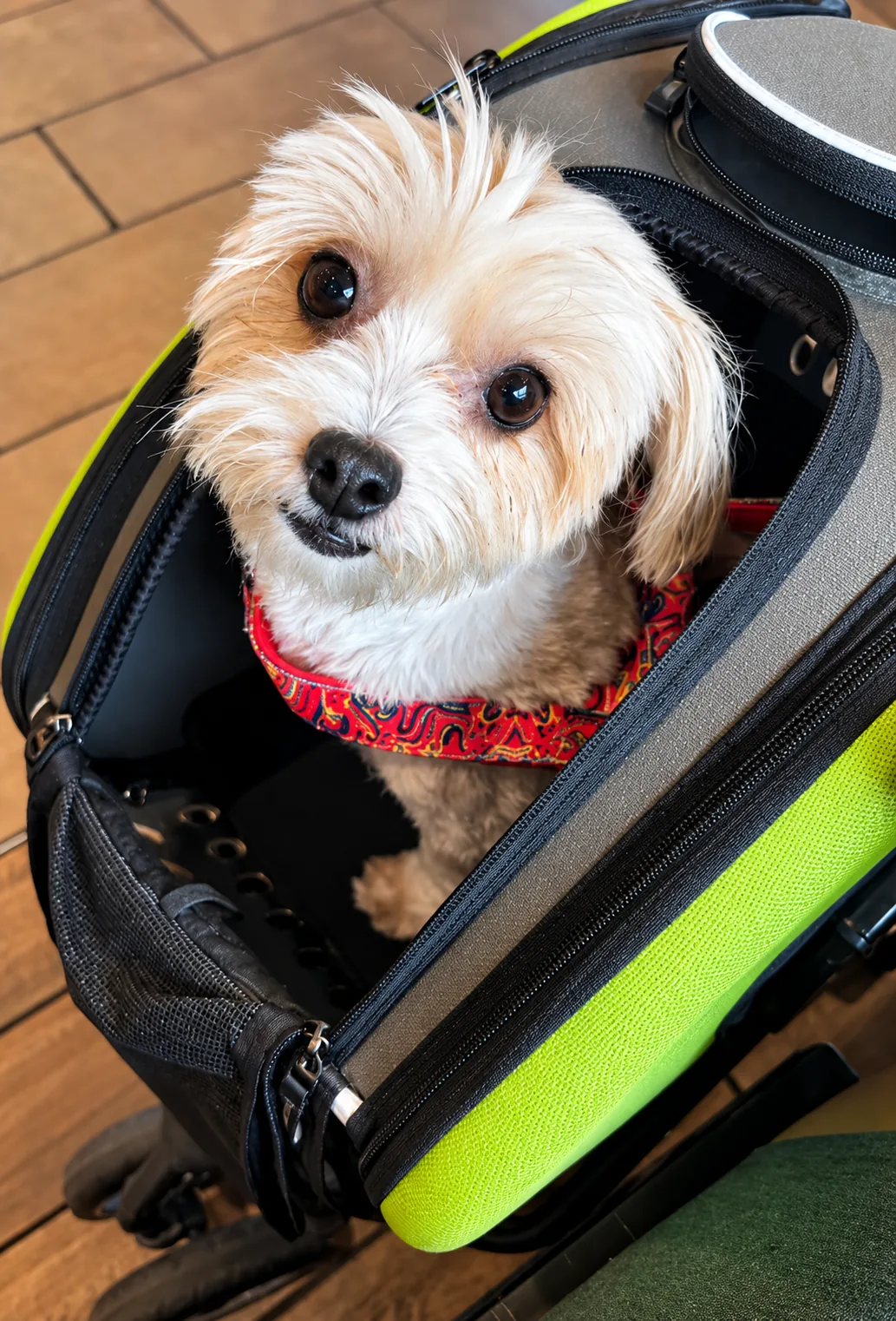 Pet Grooming in Queens, NY