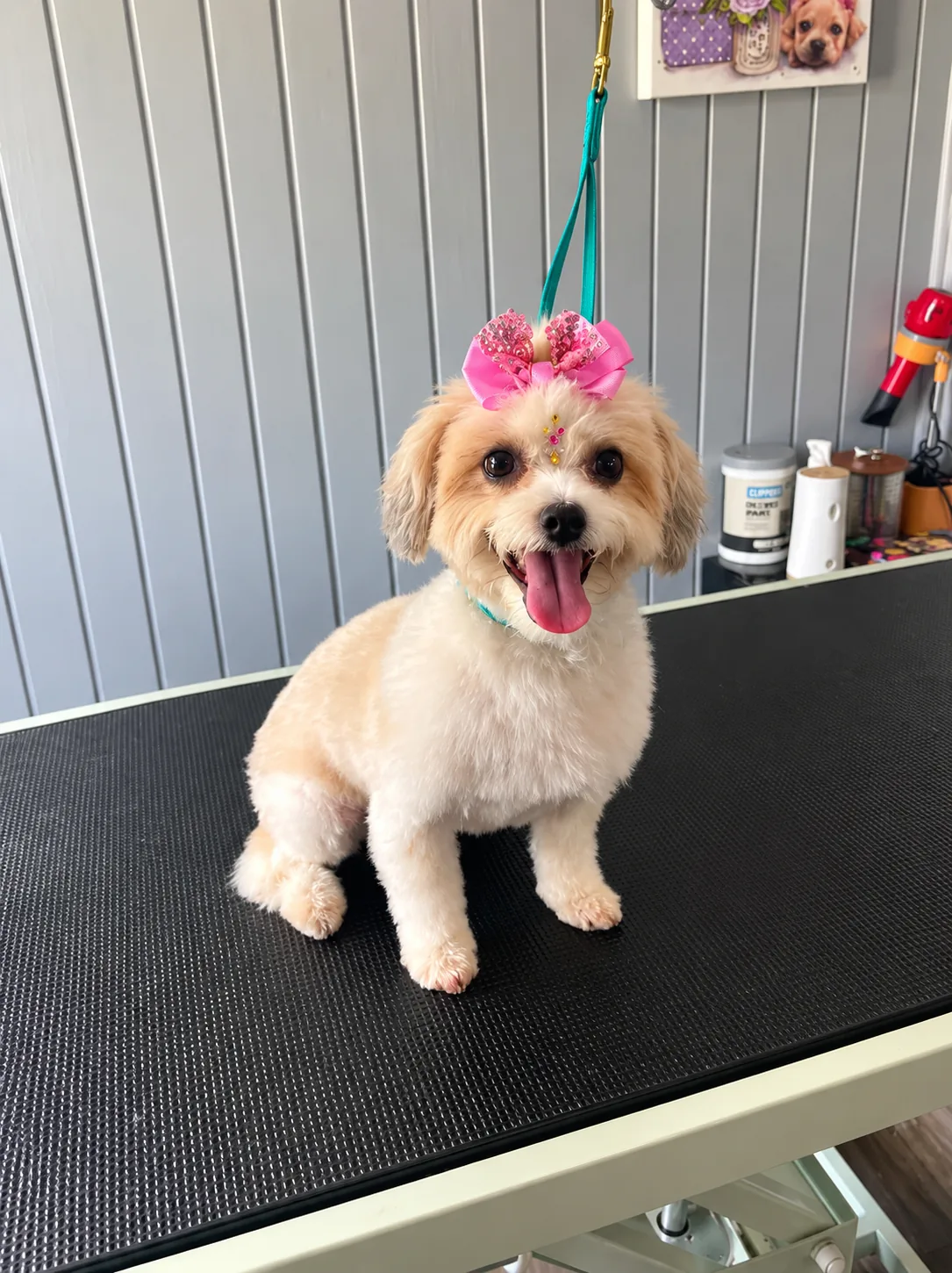 Heart Of Love Pet Care photo 1